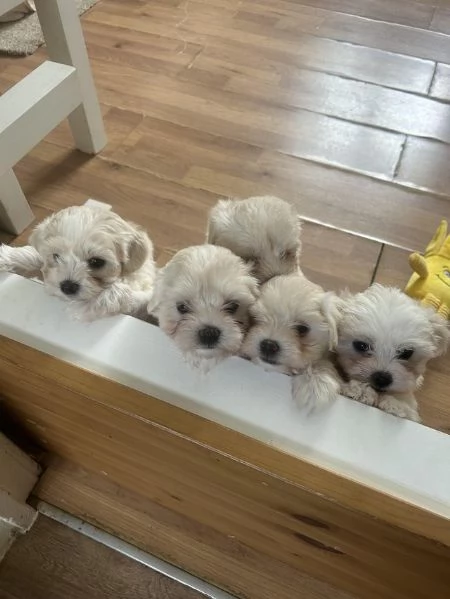 Cuccioli di maltese  | Foto 3