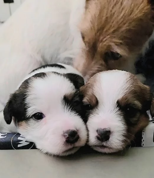 Cuccioli di Jack Russel Terrier | Foto 1