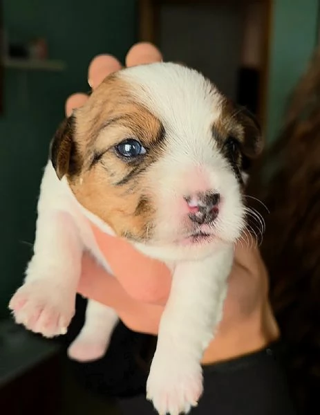 Cuccioli di Jack Russel Terrier | Foto 0