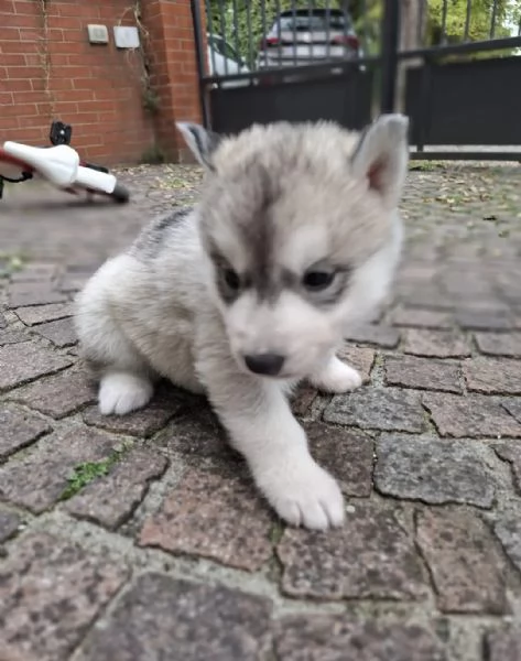 Cucciolata Siberian Husky | Foto 2