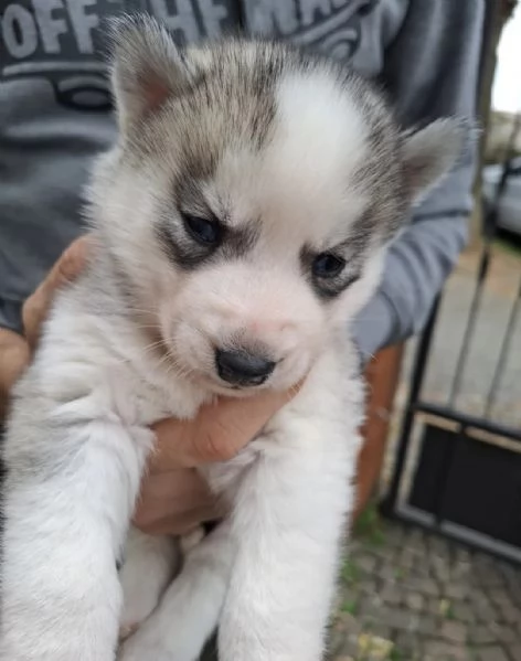 Cucciolata Siberian Husky | Foto 0