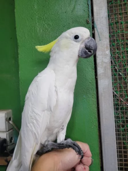 Bellissimo Cacatua Crestato | Foto 5