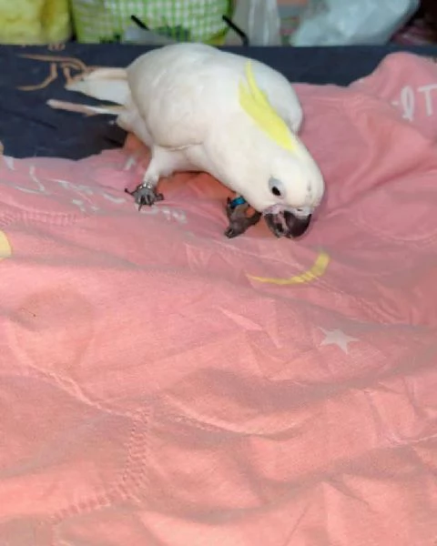Bellissimo Cacatua Crestato | Foto 4