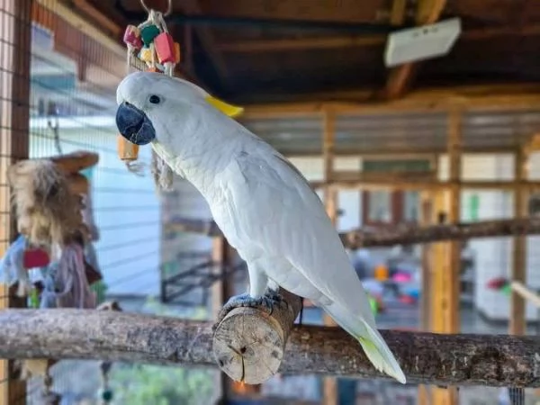 Bellissimo Cacatua Crestato | Foto 3
