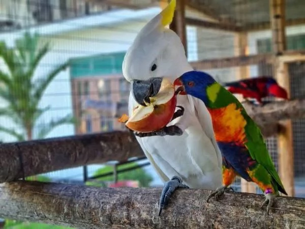 Bellissimo Cacatua Crestato