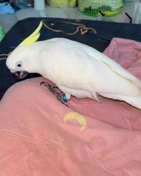 Bellissimo Cacatua Crestato | Foto 1