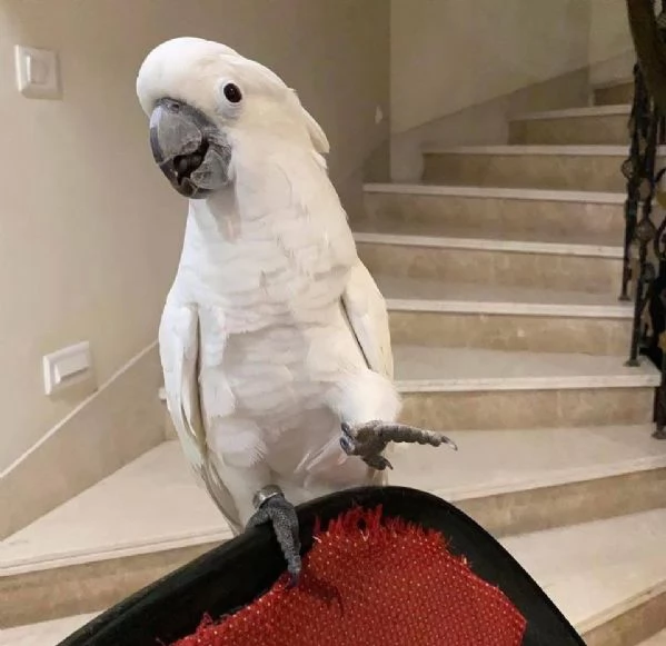 Bellissimo Cacatua Crestato | Foto 0