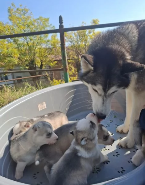 Siberian Husky in Adozione. | Foto 2