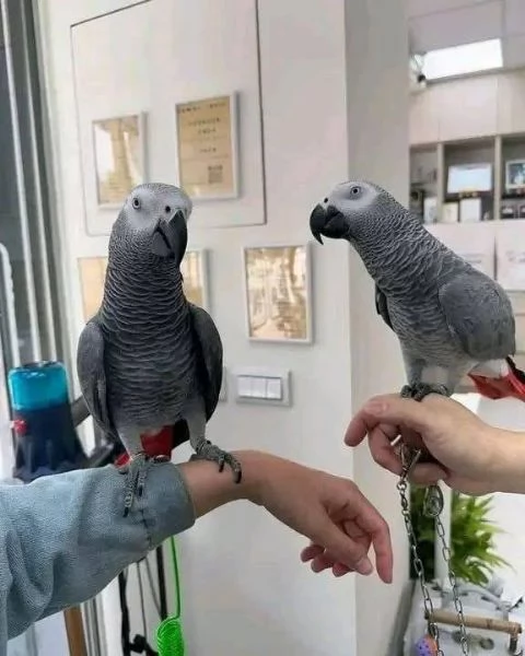 Pappagalli Cenerini Africani | Foto 4