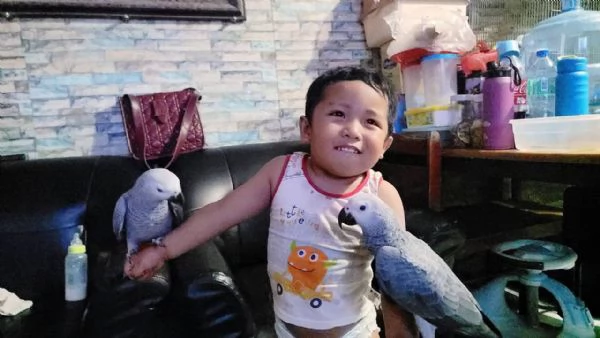 Pappagalli Cenerini Africani | Foto 3