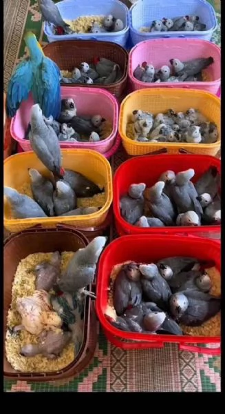 Pappagalli Cenerini Africani | Foto 1