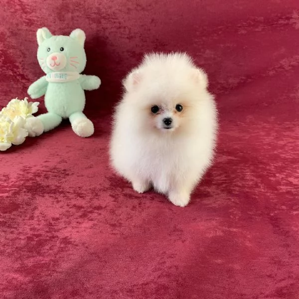 Volpino Pomeranian (cuccioli maschio e femmina)