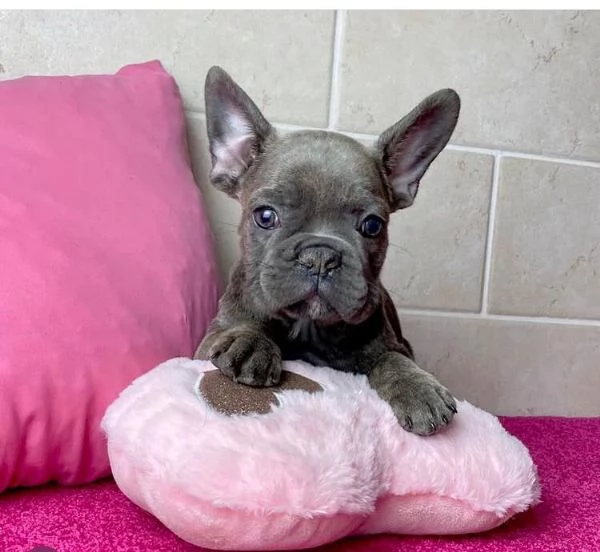 Bulldog Francese (cuccioli maschio e femmina) | Foto 0
