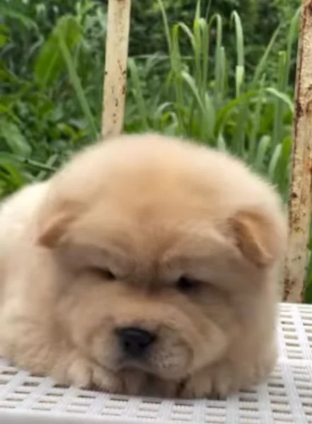 Chow Chow (cuccioli maschio e femmina)
