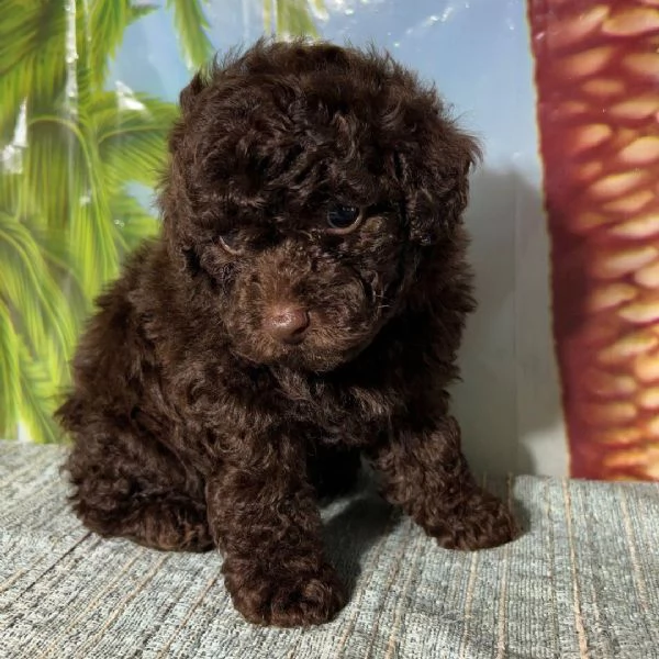 Maltipoo (cuccioli maschio e femmina) | Foto 0