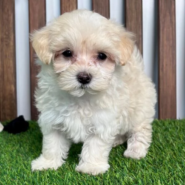 Maltipoo (cuccioli maschio e femmina)