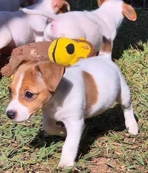Jack Russell (cuccioli maschio e femmina)
