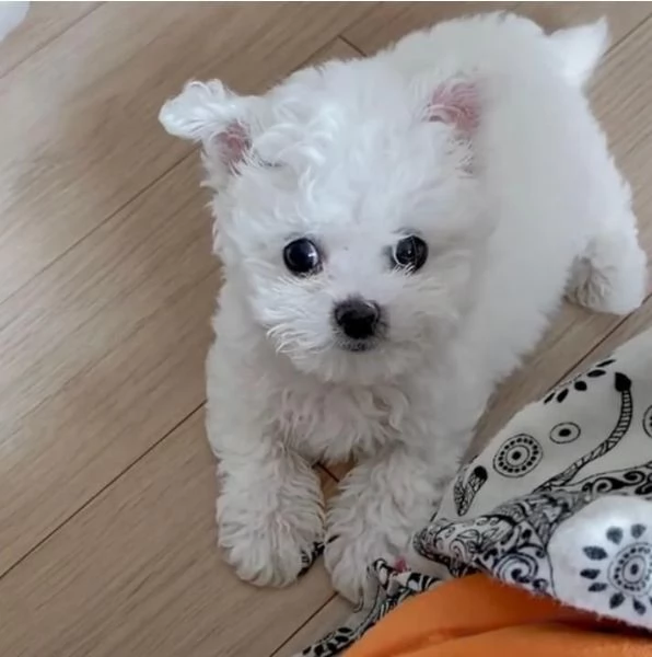 Maltese Toy (cuccioli maschio e femmina) | Foto 0