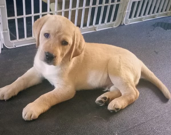Cuccioli labrador | Foto 1
