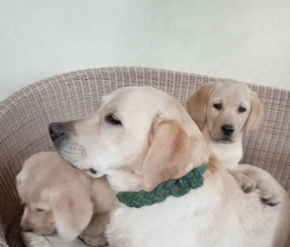 Cuccioli labrador | Foto 0