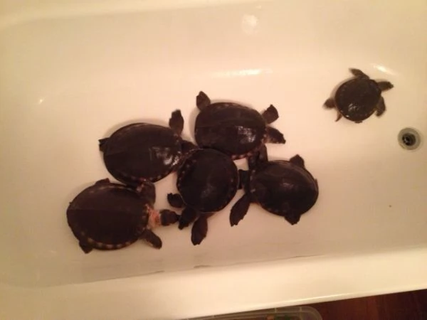  tartaruga naso di porcello o tartaruga muso di porco (Carettochelys insculpta)