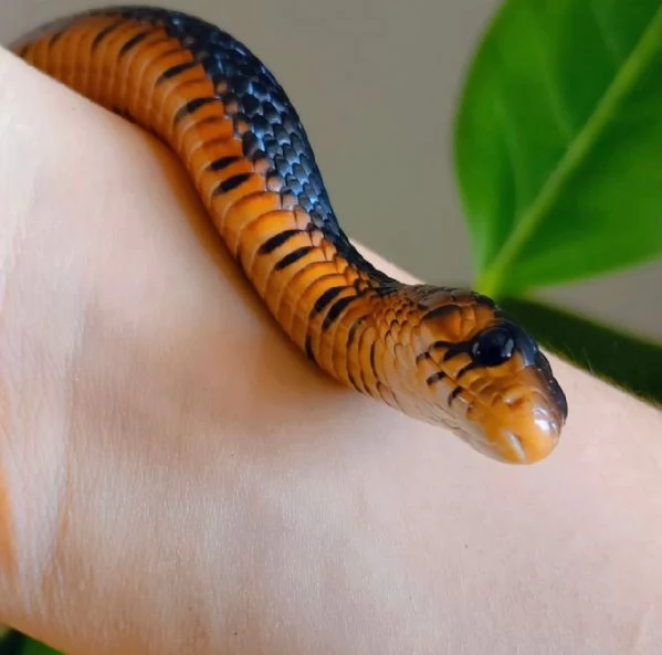 Drymarchon couperi | Foto 2