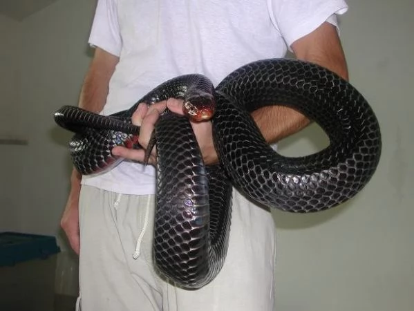 Drymarchon couperi | Foto 1