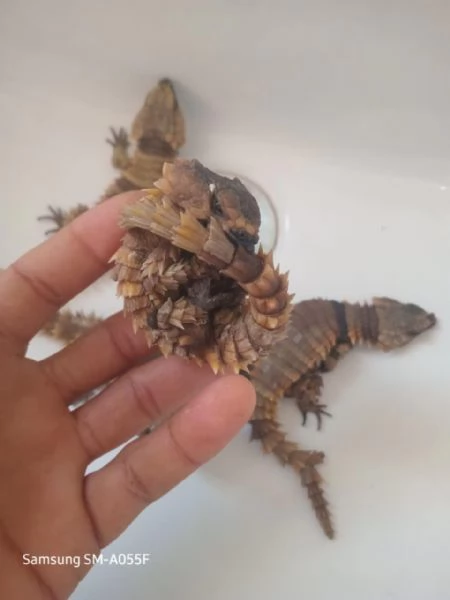 Ouroborus cataphractus in vendita. | Foto 0