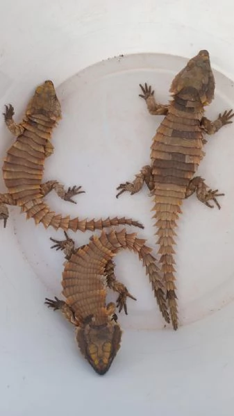 Ouroborus cataphractus in vendita.