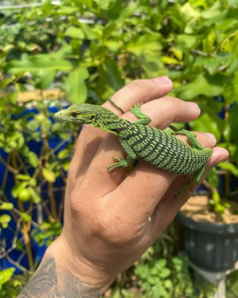 varano arboricolo smeraldino | Foto 1