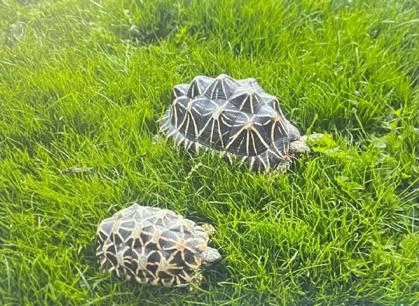 Tartaruga stellata indiana (Geochelone elegans