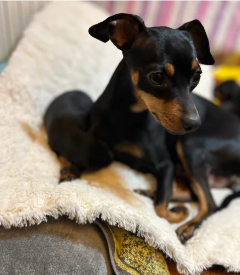 Meravigliosi cuccioli di Pinsher