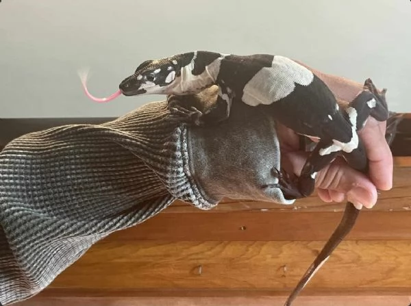 varano vario (Varanus varius) | Foto 0