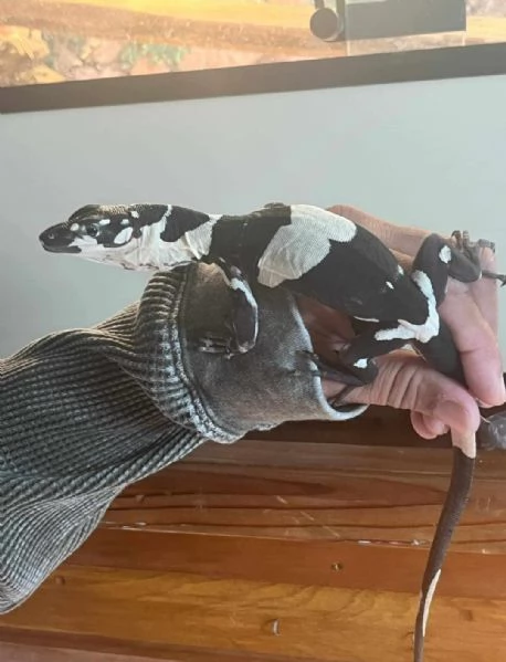 varano vario (Varanus varius)