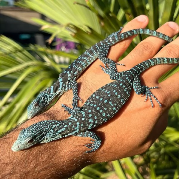 varano arboricolo blu o varano arboricolo a macchie azzurre (Varanus macraei) | Foto 0
