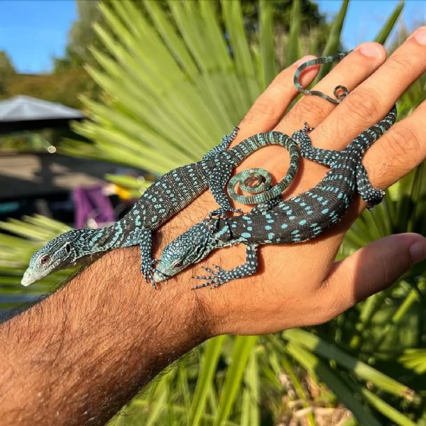 varano arboricolo blu o varano arboricolo a macchie azzurre (Varanus macraei)