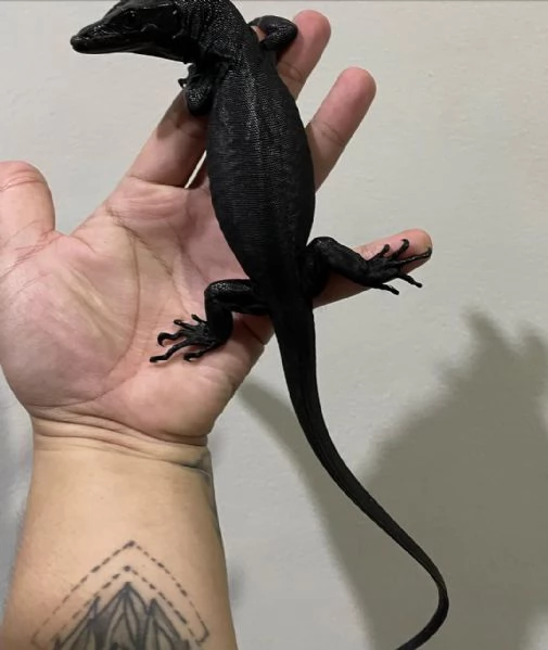  varano d'acqua asiatico (Varanus salvator) | Foto 1