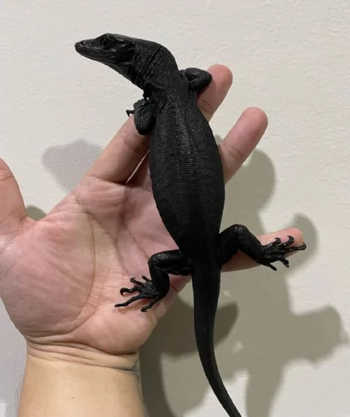  varano d'acqua asiatico (Varanus salvator) | Foto 0