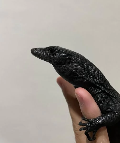  varano d'acqua asiatico (Varanus salvator)