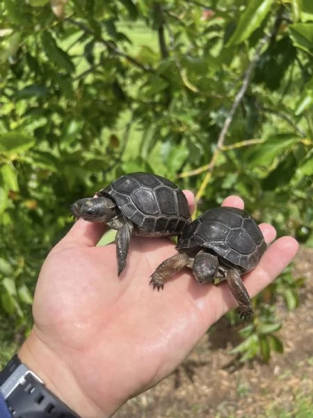 tartaruga gigante di Aldabra (Aldabrachelys gigantea) | Foto 1