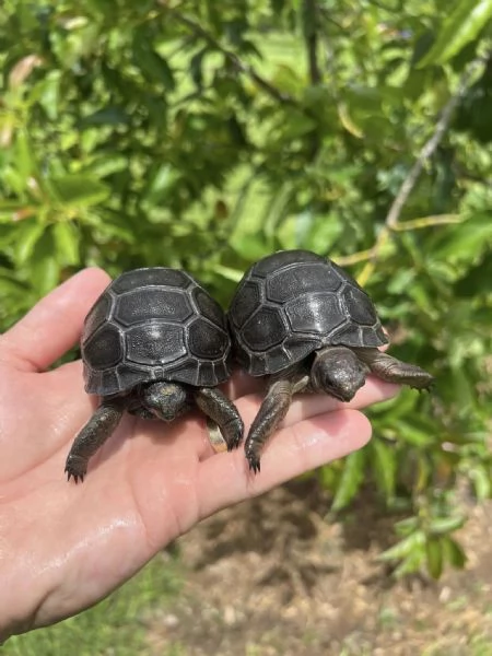 tartaruga gigante di Aldabra (Aldabrachelys gigantea) | Foto 0