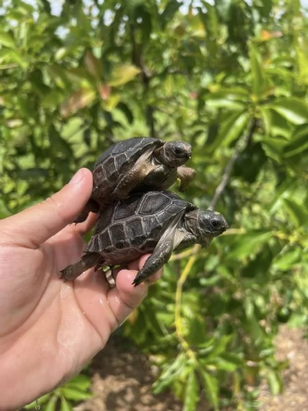 tartaruga gigante di Aldabra (Aldabrachelys gigantea)
