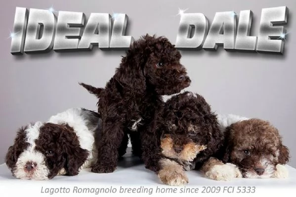 Ideal Dale è un allevamento familiare dedicato alla razza Lagotto Romagnolo