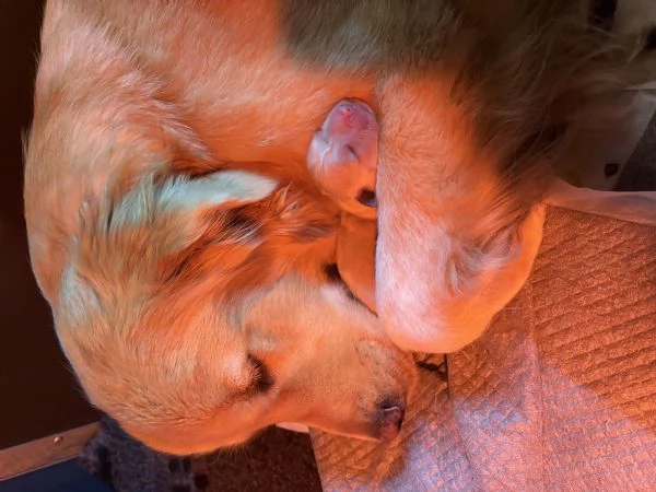 Cuccioli di Golden Retriver cercano casa  | Foto 0