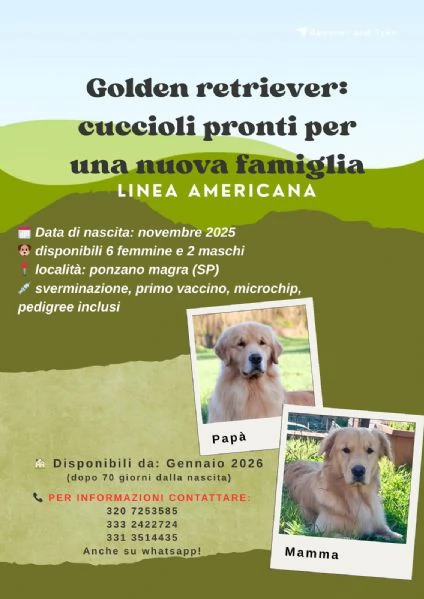 Cuccioli di Golden Retriver cercano casa 