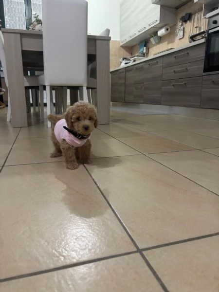 Barboncino nano femmina