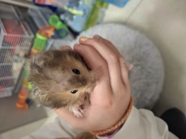 Vendo i cuccioli di criceti siriani 