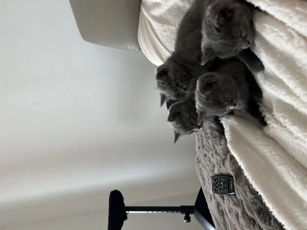 cucciolo di british shorthair | Foto 3