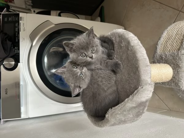 cucciolo di british shorthair | Foto 1