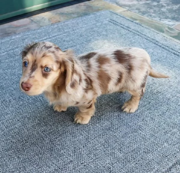 disponibile cucciolo di bassotto per adozione,,